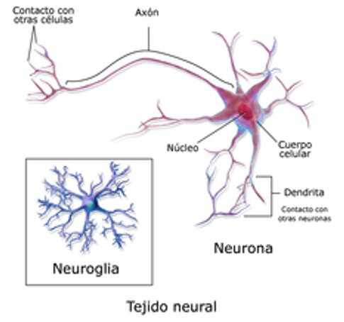 sistema nervioso neuronas exani-ii premedicina