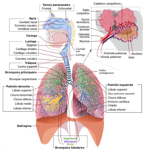 estructura y funciones basicas de aparato respiratorio