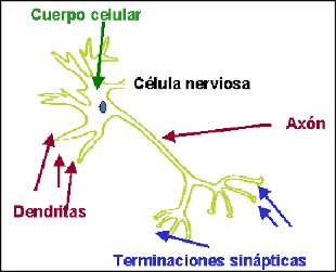 Funciones de las neuronas exani-ii