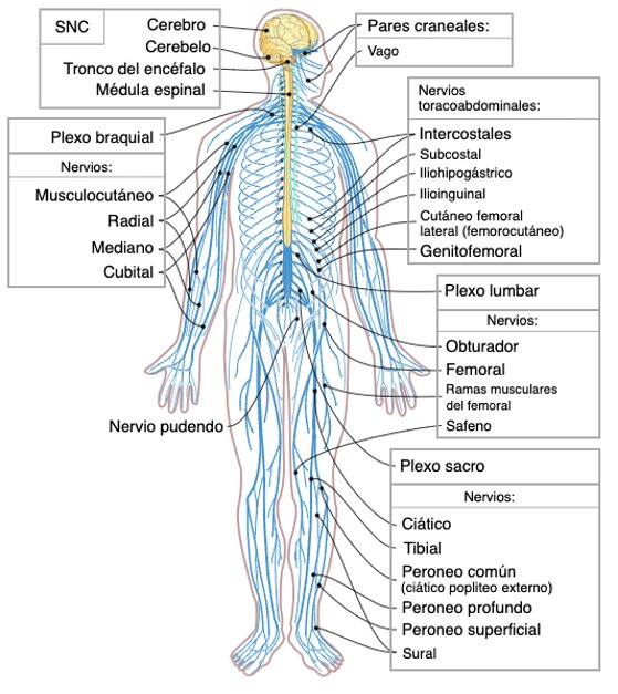 premedicina sistema nervioso exani-ii